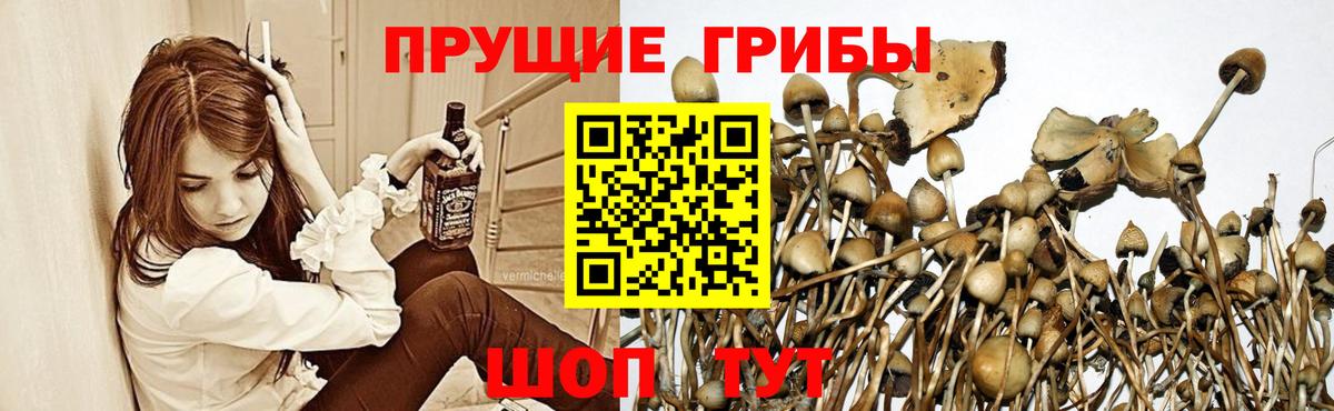 Галлюциногенные грибы GOLDEN TEACHER Джанкой